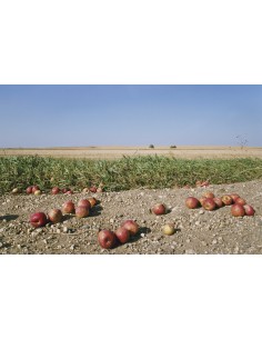 Fallen Apples, 2005-2011,...