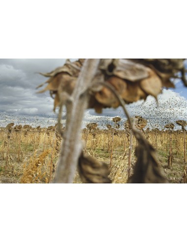 Blackbirds, 2005-2011, Rebecca Norris...