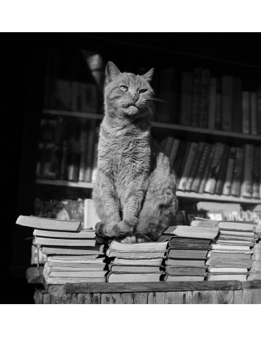 Parada de libros de viejo con gato