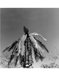 GRACIELA ITURBIDE, 'Jardín...