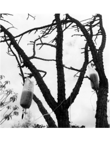 GRACIELA ITURBIDE, 'Jardín Botánico'...