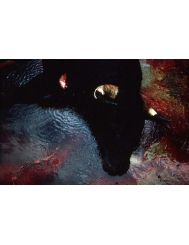Toro, 1996
