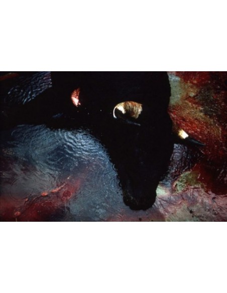 Toro, 1996